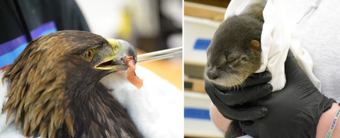 Animal recovery images from West Sound Wildlife Shelter. A juvenile bald eagle on the left being fed Quilcene National Fish Hatchery coho salmon. A river otter being handled is on the right. 