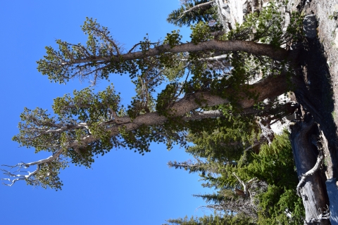 Whitebark pine receives ESA protection as a Threatened species . Fish  & Wildlife Service