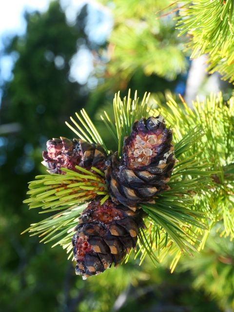 Close up of whitebark pine cones