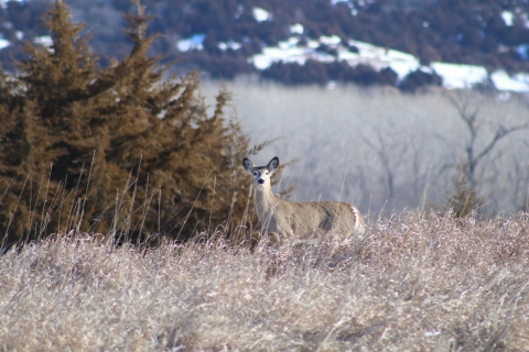 White-tailed deer doe