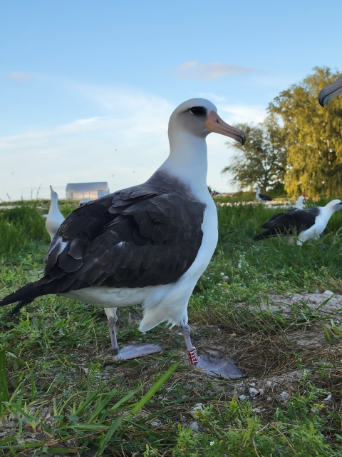 Wisdom, the world's oldest banded bird
