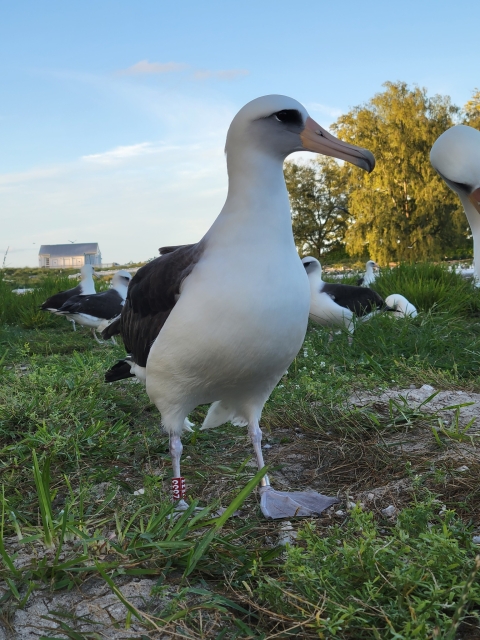 Wisdom, the world's oldest banded bird