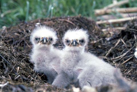Two bald eagle chicks look into camera from their nest.