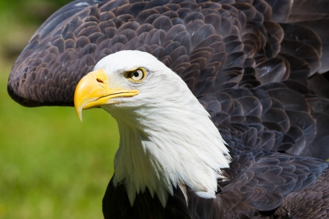 Close-up image of an American Bald Eagle showing head, beak, and part of its wing. 