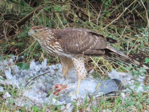 On the ground, a brown & white raptor is standing in a white pile of feathers