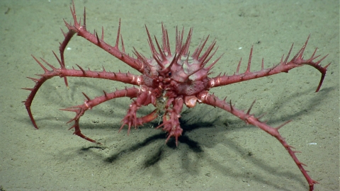a spiky red colored crab on an ocean floor. Its body and legs are very spiky