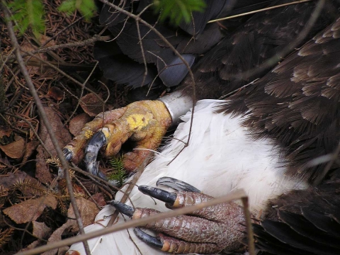 A close up of the talons of a dead banded bald eagle in leaf litter