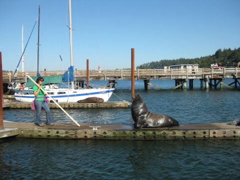 Large sea lion on dock in Astoria