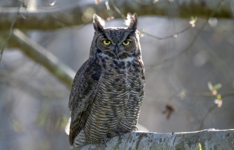 A perched great horned owl stares
