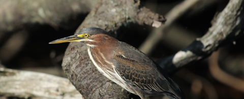 Green Heron Standing on branch above water