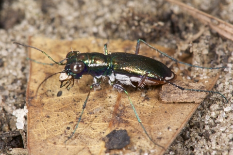 A Miami tiger beetle stands on a rock.
