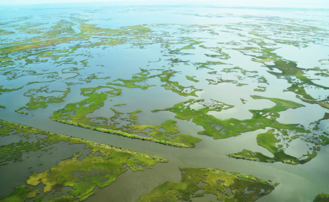 aerial photo of green wetland