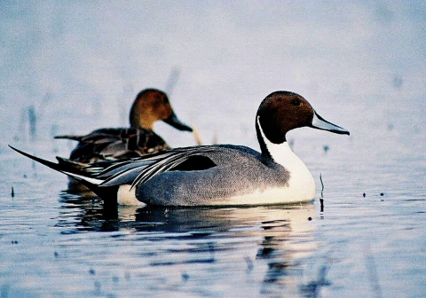 Pintail pair side by side slowly moving through the water.