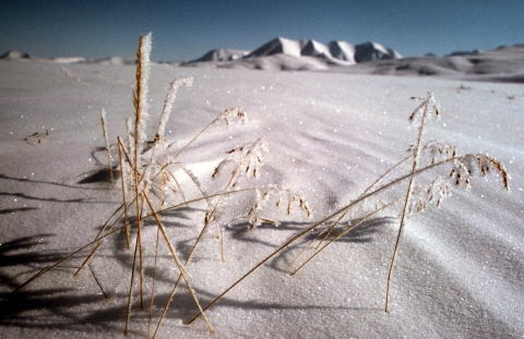 hoarfrost covered grass poking above sparkling snow, with Brooks Range mountains in background