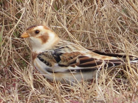 Small brown, white & black bird standing on the ground in tan grass