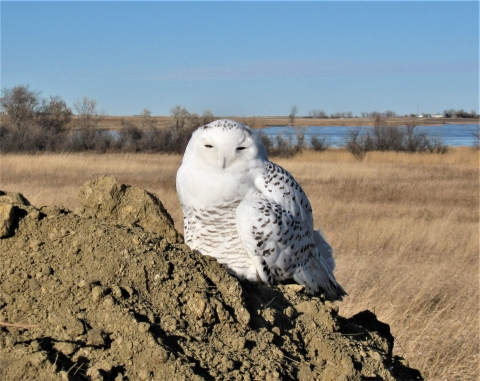 A snowy owl perched on a pile of dirt.