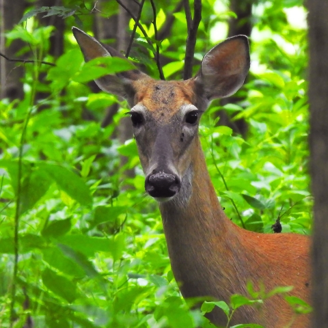 A white-tailed deer stands still in the forest, surrounded by green underbrush, looking calmly toward the camera. 
