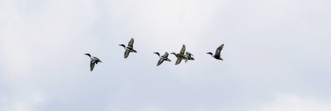 A group of six Northern shoveler ducks in flight.