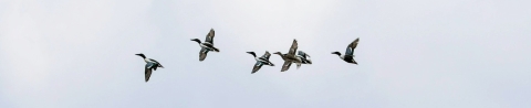 A group of six Northern shoveler ducks in flight.