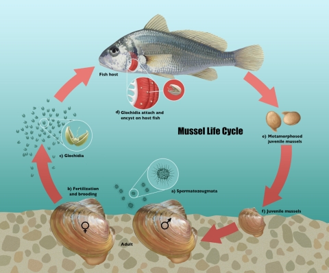 Freshwater Mussel Lifecycle