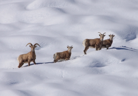 Four Sierra Nevada big horn sheep are photographed crossing a snowy mountain slope.
