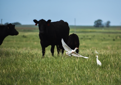Grazing opportunities on the Waterfowl Production Areas