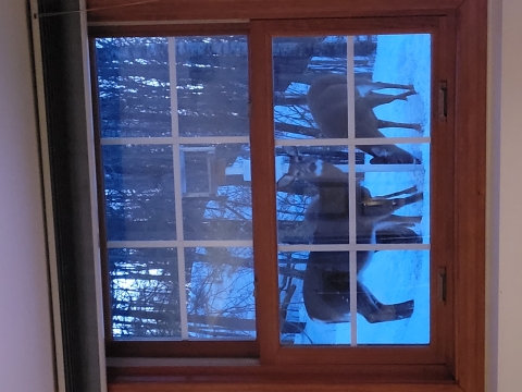 Three mostly brown deer are seen through a window, with snow-covered ground and woods in the background.