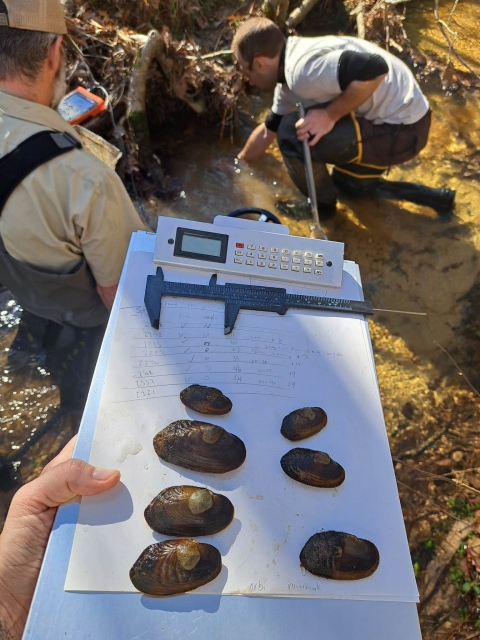Juvenile Louisiana Pearlshell Mussels being measured after capture during monitoring. 