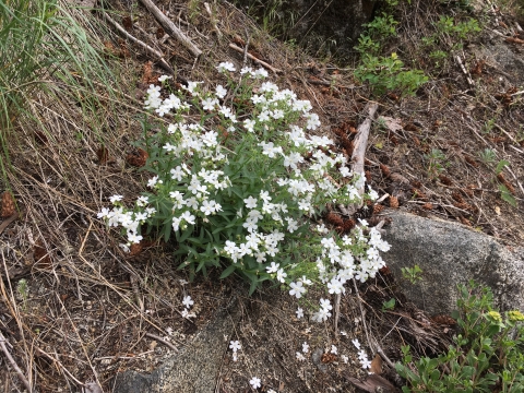 A plant with small white flowers on a hillside