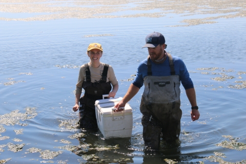 Two biologists wearing waders in knee deep water holding a cooler