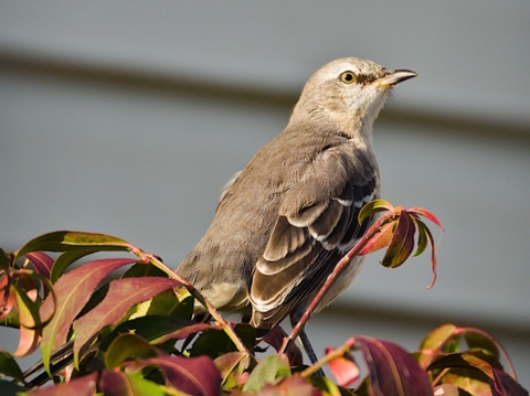 Image of small brown bird on branch