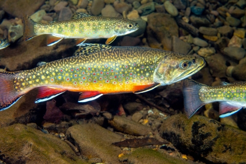 A swimming eastern brook trout, a colorful fish with red fins along a yellow belly, and yellow and red spots on its olive green body.