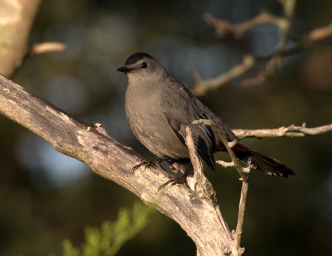 A grey Catbird sits in a branch of a tree, watching the photographer taking its picture. 