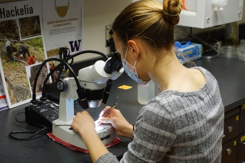 A woman uses tweezers to work on a specimen under a microscope