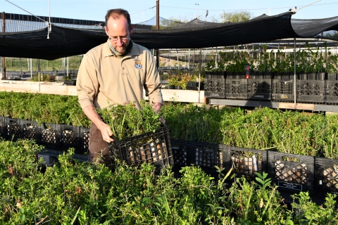 U.S. Fish and Wildlife Service Biologist Mitch Sternberg carries a crate of thornscrub seedlings at the Marinoff Nursery at Santa Ana National Wildlife Refuge
