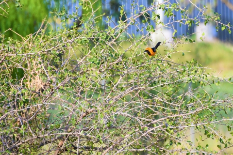 A hooded oriole on a gum bumelia tree, locally known as coma in Spanish, at the U.S. Fish and Wildlife Service’s Marinoff Nursery in Alamo, Texas