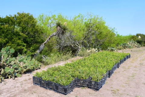 Seedlings in crates ready to be planted as part of a thornscrub habitat restoration project at Laguna Atascosa National Wildlife Refuge