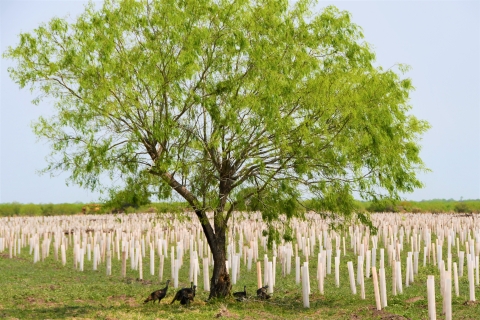 A field of newly planted seedlings, near a tree, have their trunks wrapped in white cylinders.