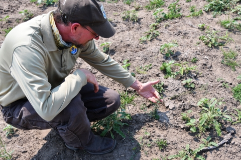 U.S. Fish and Wildlife Service Biologist Mitch Sternberg inspects a seedling at a Service-managed conservation easement on the Yturria Ranch in Willacy County, Texas