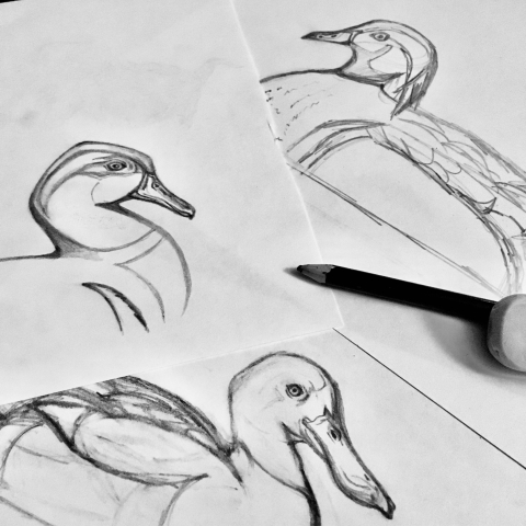 Balck and white drawing of three ducks in pencil with an ereaser and pencil laying on top of the drawing