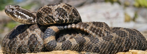 A snake with greyish-tan scales and dark blotches. A large opening (pit) is between the eyes and nostril.