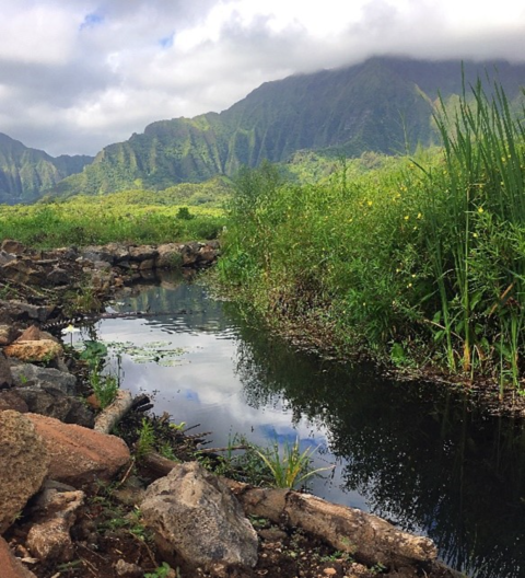 He‘eia wetland watershed on O‘ahu’s eastern coast with mountains in the background. 