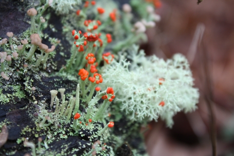 Many bright red and green lichen species on a log