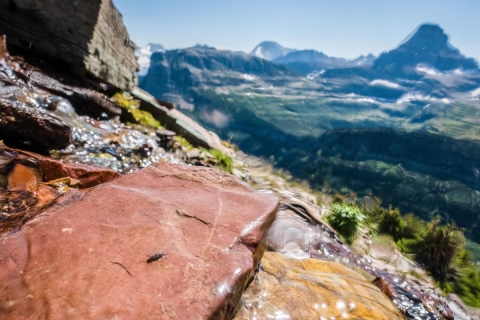 Meltwater stonefly sitting on a rock with clear water running over it, in the background is typical alpine environment of Glacier National Park