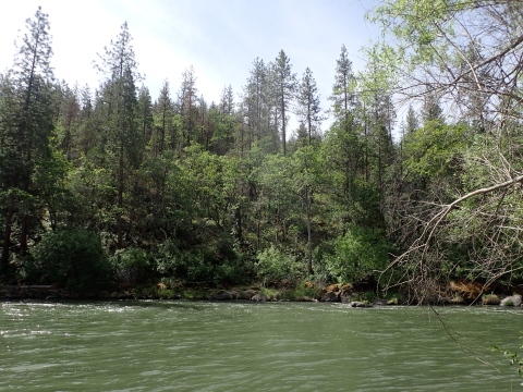 river and trees