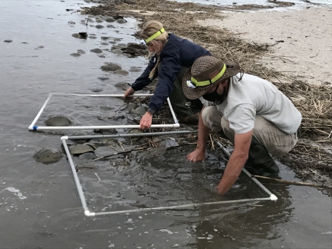 Biological Science Support Members conduct a horseshoe crab survey in the Delaware Bay..