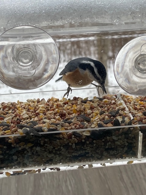 A bird with a reddish belly, gray back and black head with white stripes eats seeds in a clear plastic feeder attached to a window with suction cups