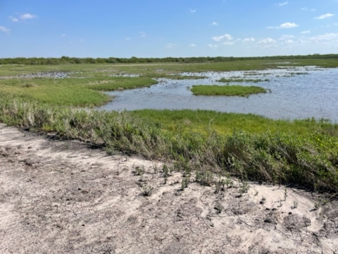 Restored Texas Coastal Wetland