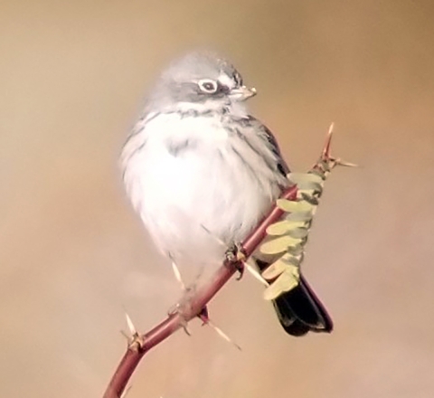 Small white-breasted bird perched on a branch