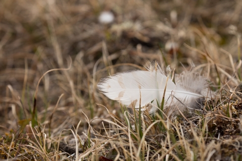 A Snowy Owl feather lays on the Arctic tundra
